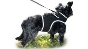 Pet Tracker Mini GPS Dog Tracking Device Made from Pet-Friendly Materials Size:XXL