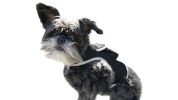 Follow Your Pet All Day w/ Pet Tracker Realtime MIni GPS Tracker  Size:XXL